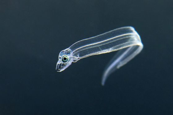 Nasenmuraene Nasenmuraene